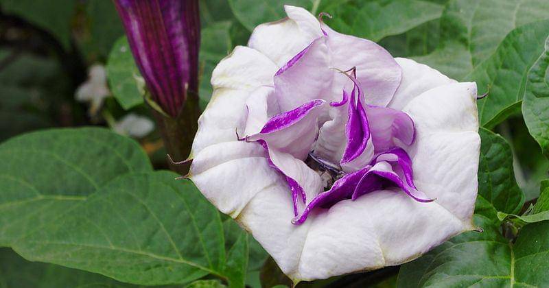 Bunga kecubung - id.wikipedia.org